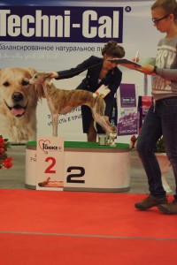 ИЛ Гермиона, СС