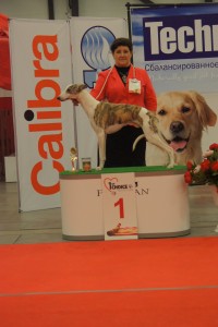 ИЛ Мастер, ЛК, ЧК