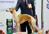 ИЛ Орлов Граф, СС