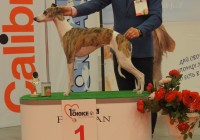 ИЛ Императрица Августина, КЧК, ЛС 3